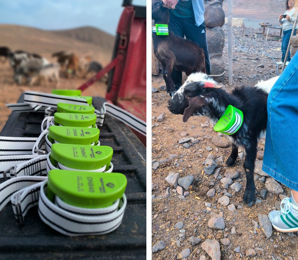 Dispositivos para la sensorización del ganado